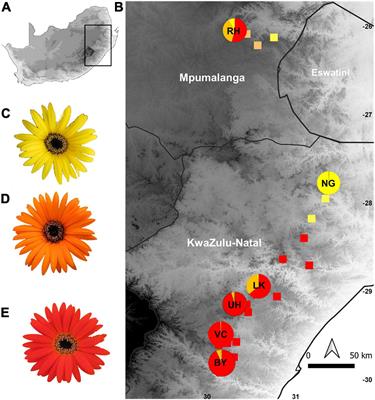 Geographical Variation in Flower Color in the Grassland Daisy Gerbera aurantiaca: Testing for Associations With Pollinators and Abiotic Factors